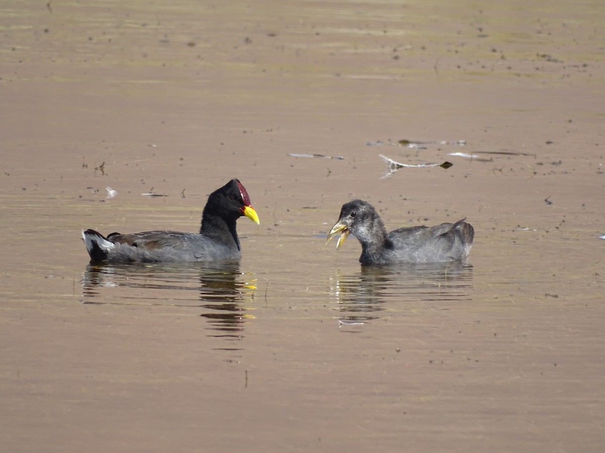 Red-fronted Coot - ML615020487