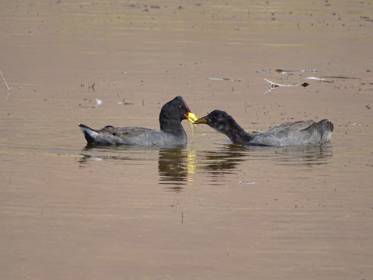 Red-fronted Coot - ML615020488