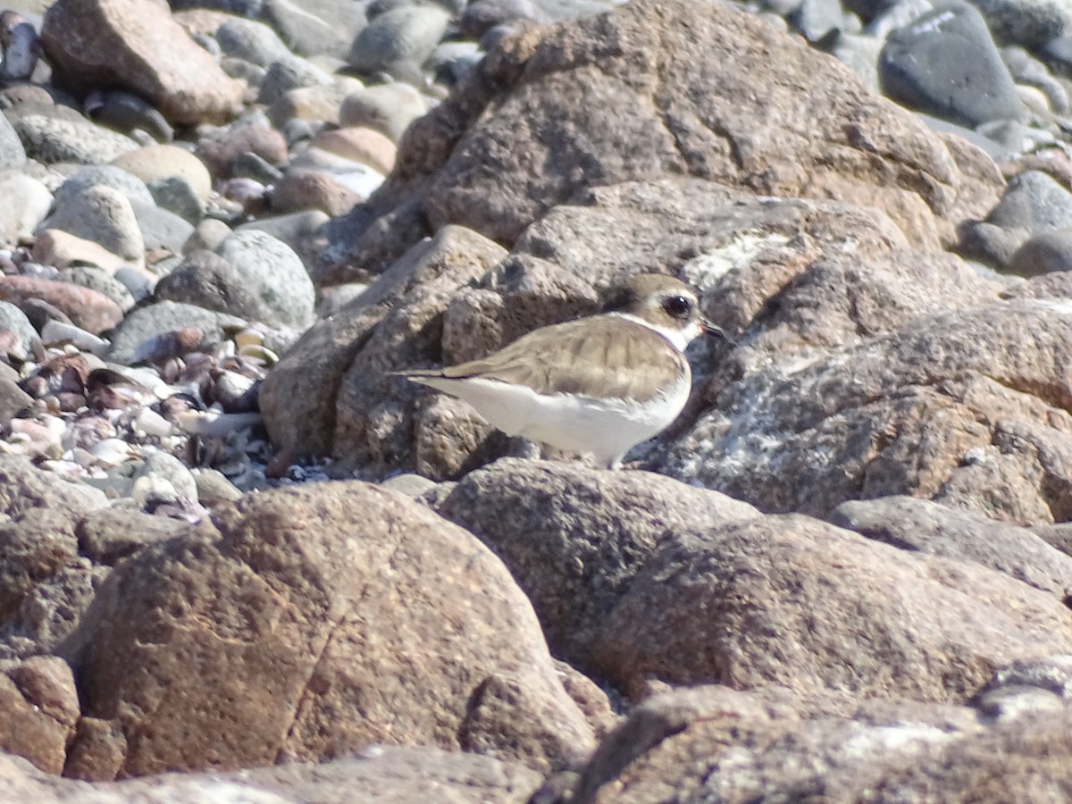 Semipalmated Plover - ML615020530