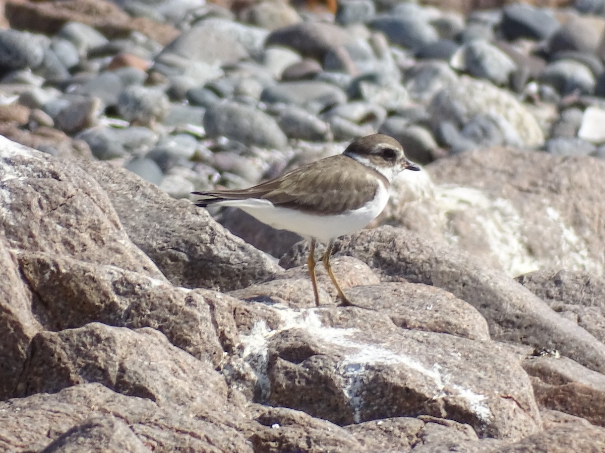 Semipalmated Plover - ML615020531
