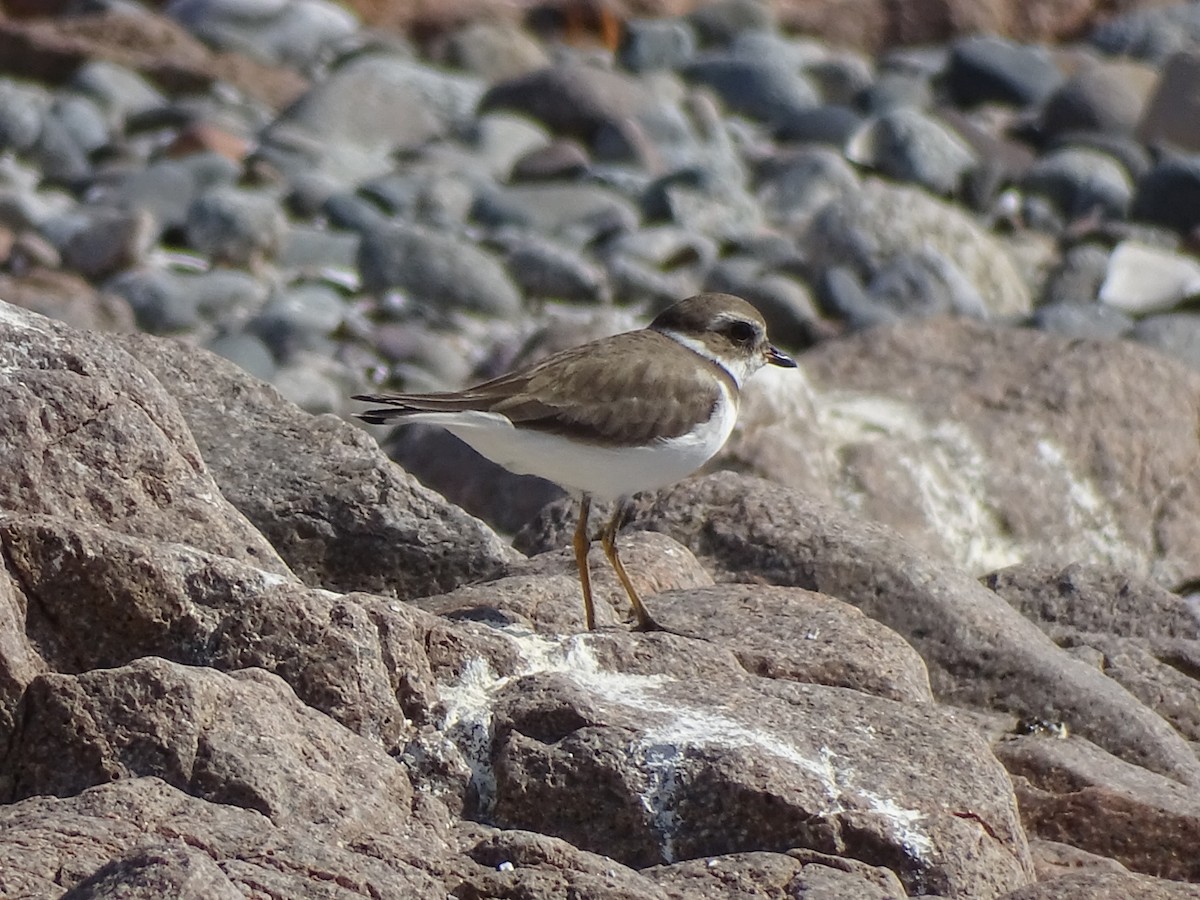 Semipalmated Plover - ML615020532