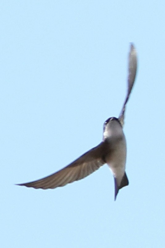 Chilean Swallow - ML61502071