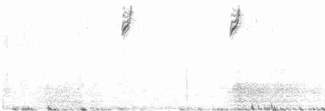 Bruant à couronne blanche (gambelii) - ML615020723