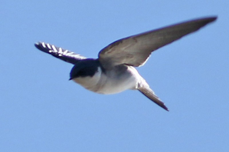 Chilean Swallow - ML61502091