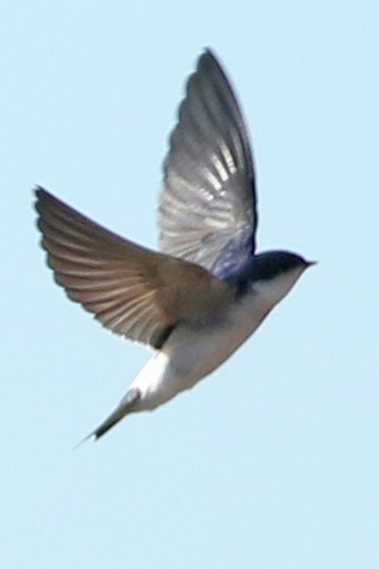 Chilean Swallow - ML61502111