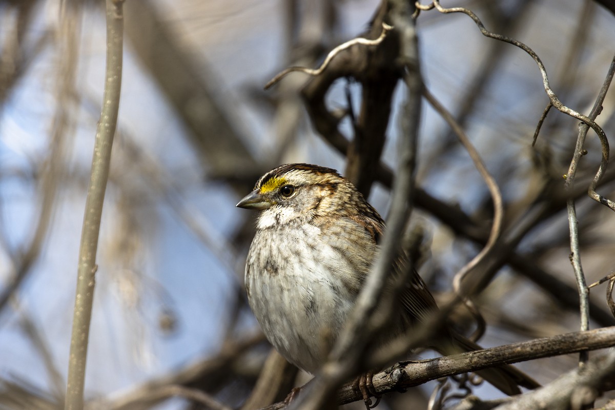 White-throated Sparrow - ML615021258