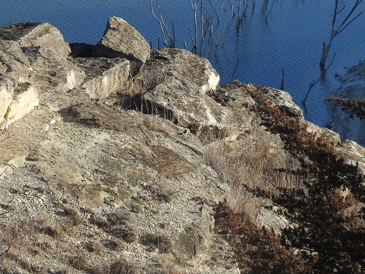 Rock Wren (Northern) - ML615021427