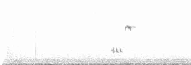 Loggerhead Shrike - ML615021634
