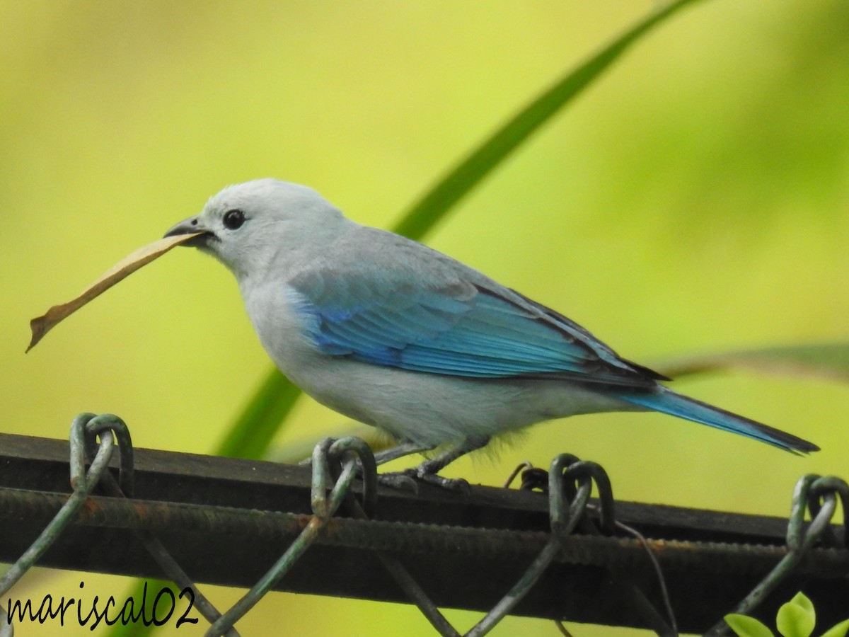 Blue-gray Tanager - ML615021670