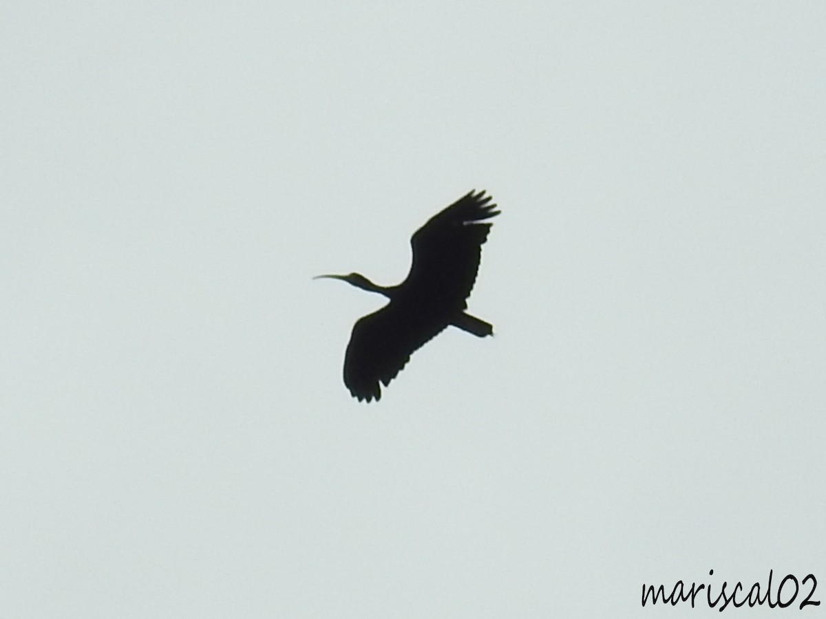 ibis tmavý - ML615021793