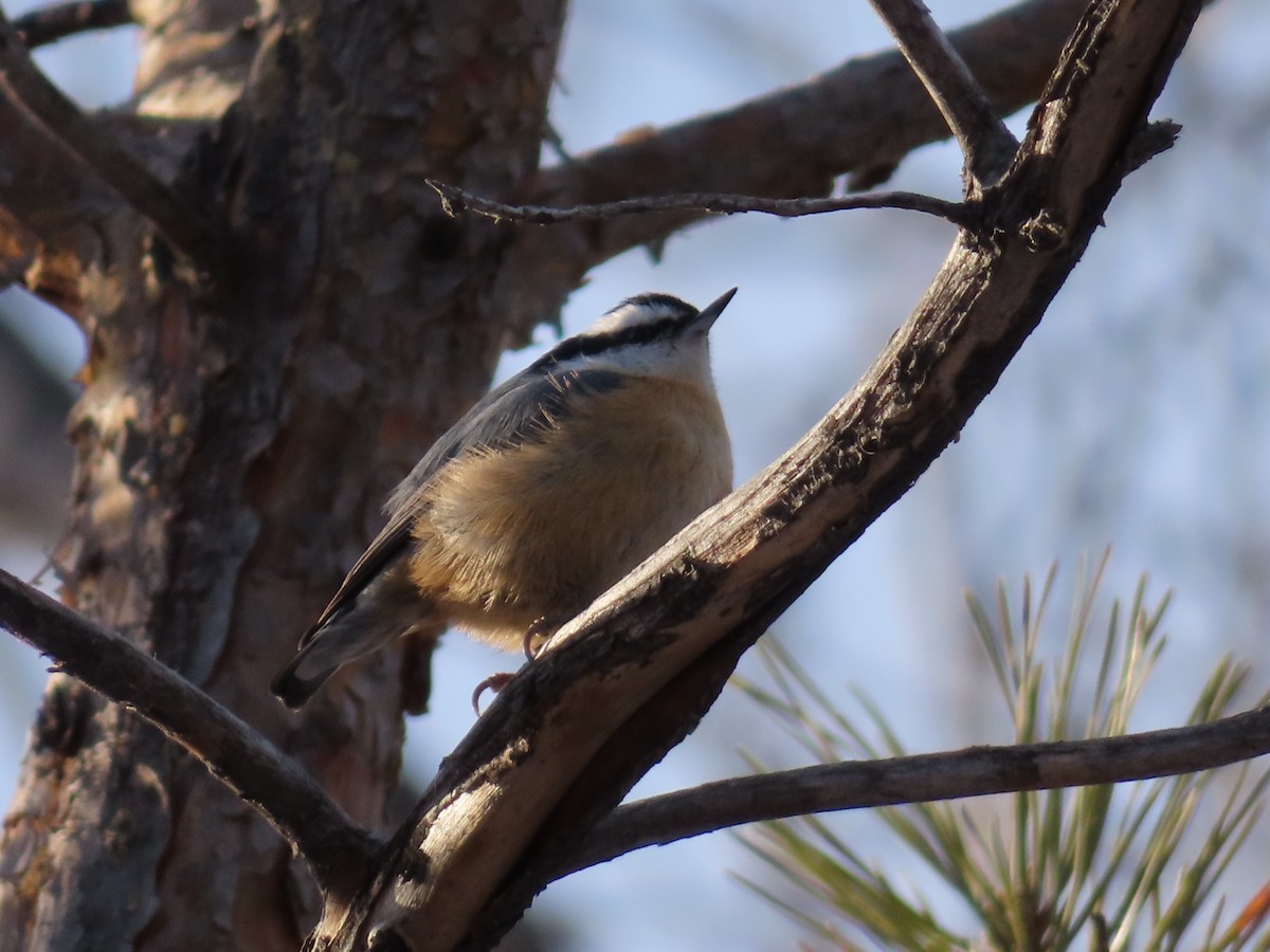 Red-breasted Nuthatch - ML615021854