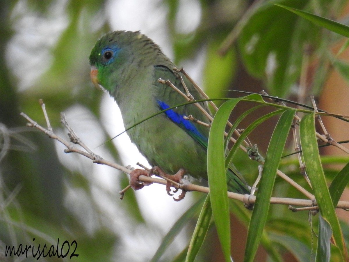 Spectacled Parrotlet - ML615021987