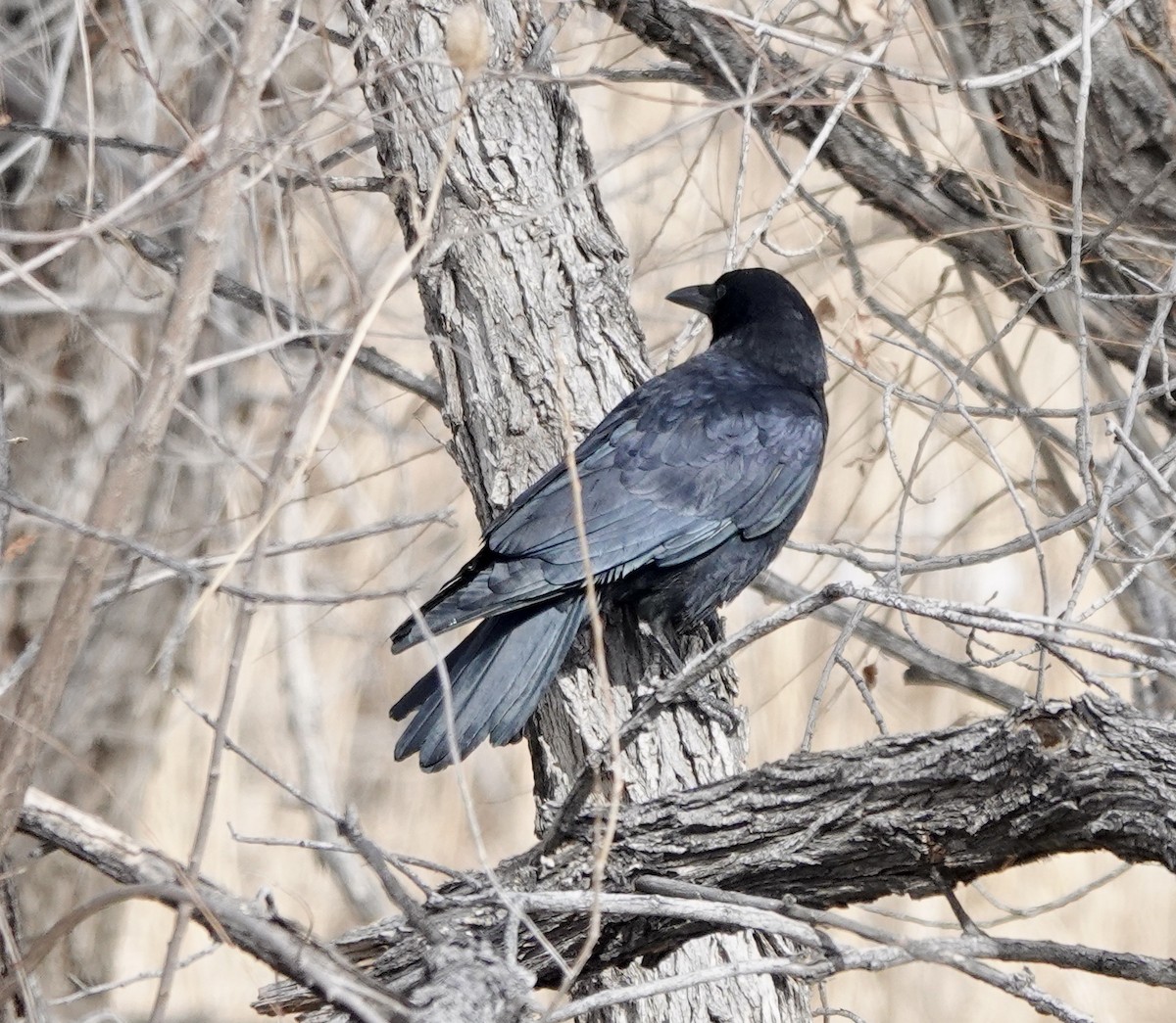 American Crow - ML615022212