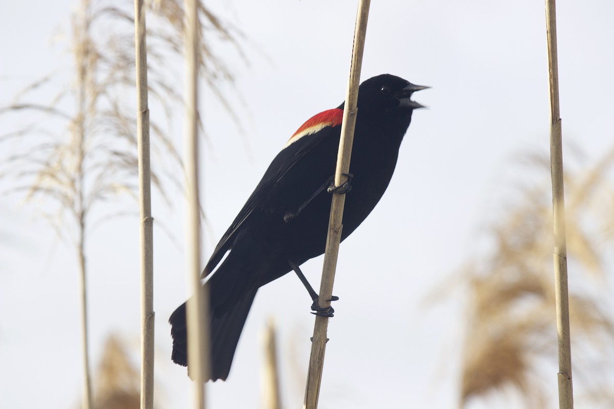 Red-winged Blackbird - ML615022394