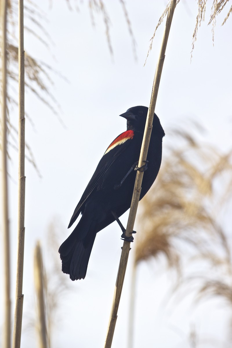Red-winged Blackbird - ML615022402