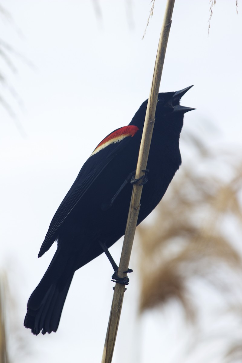 Red-winged Blackbird - ML615022412