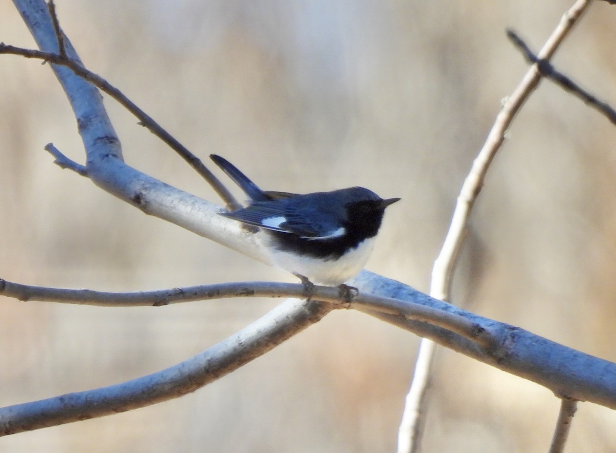 Black-throated Blue Warbler - Colin Danch