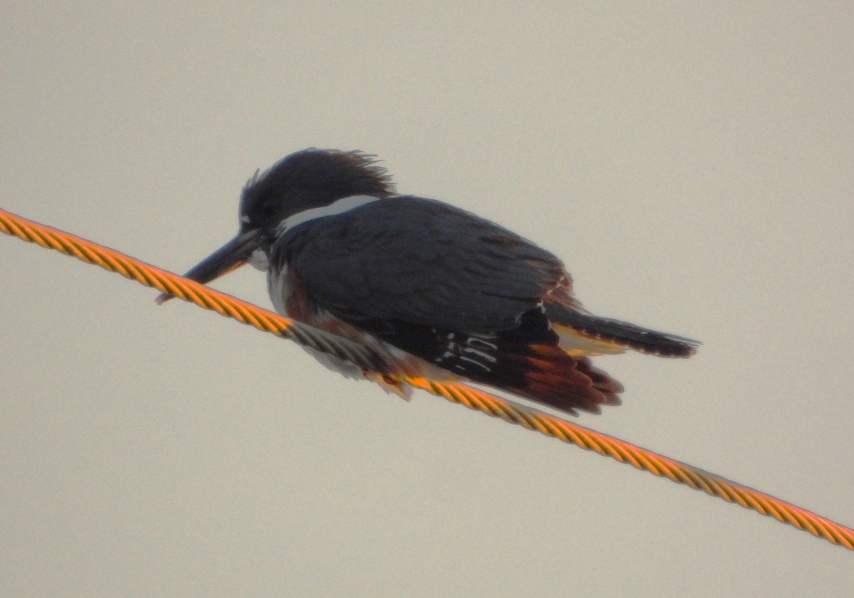 Belted Kingfisher - ML615022648