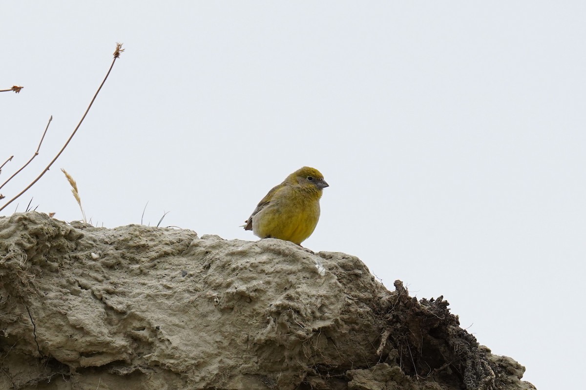 Patagonian Yellow-Finch - ML615022649