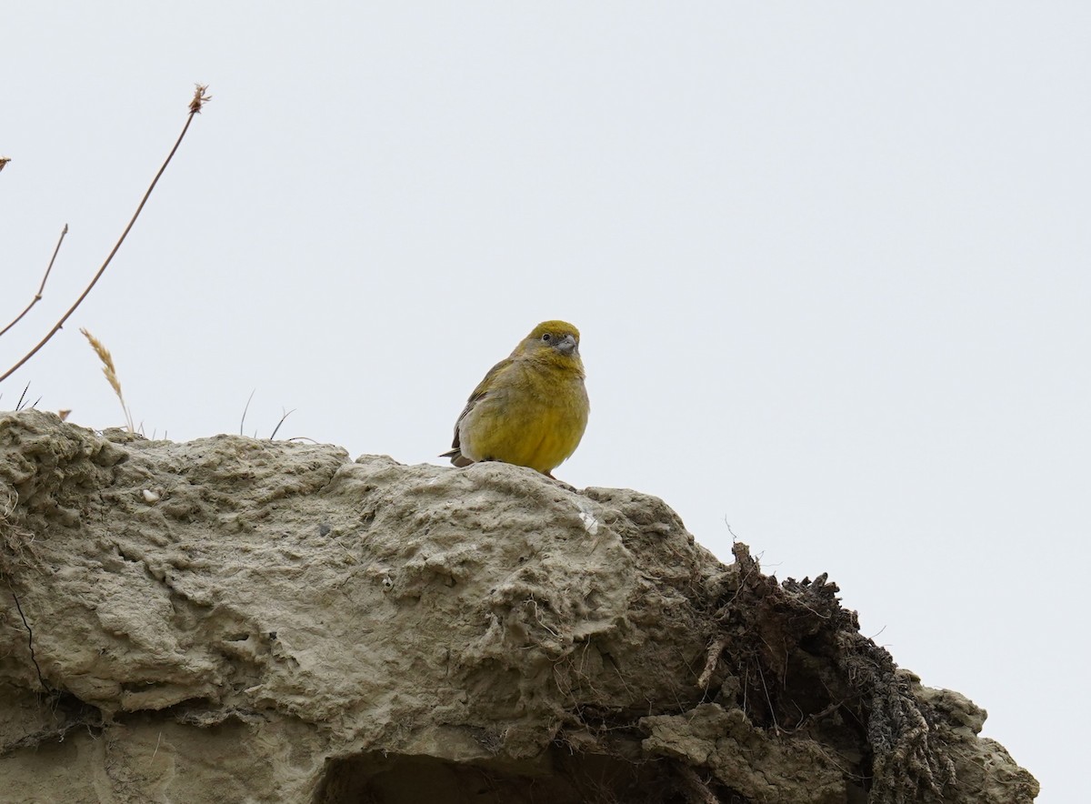 Patagonian Yellow-Finch - ML615022650