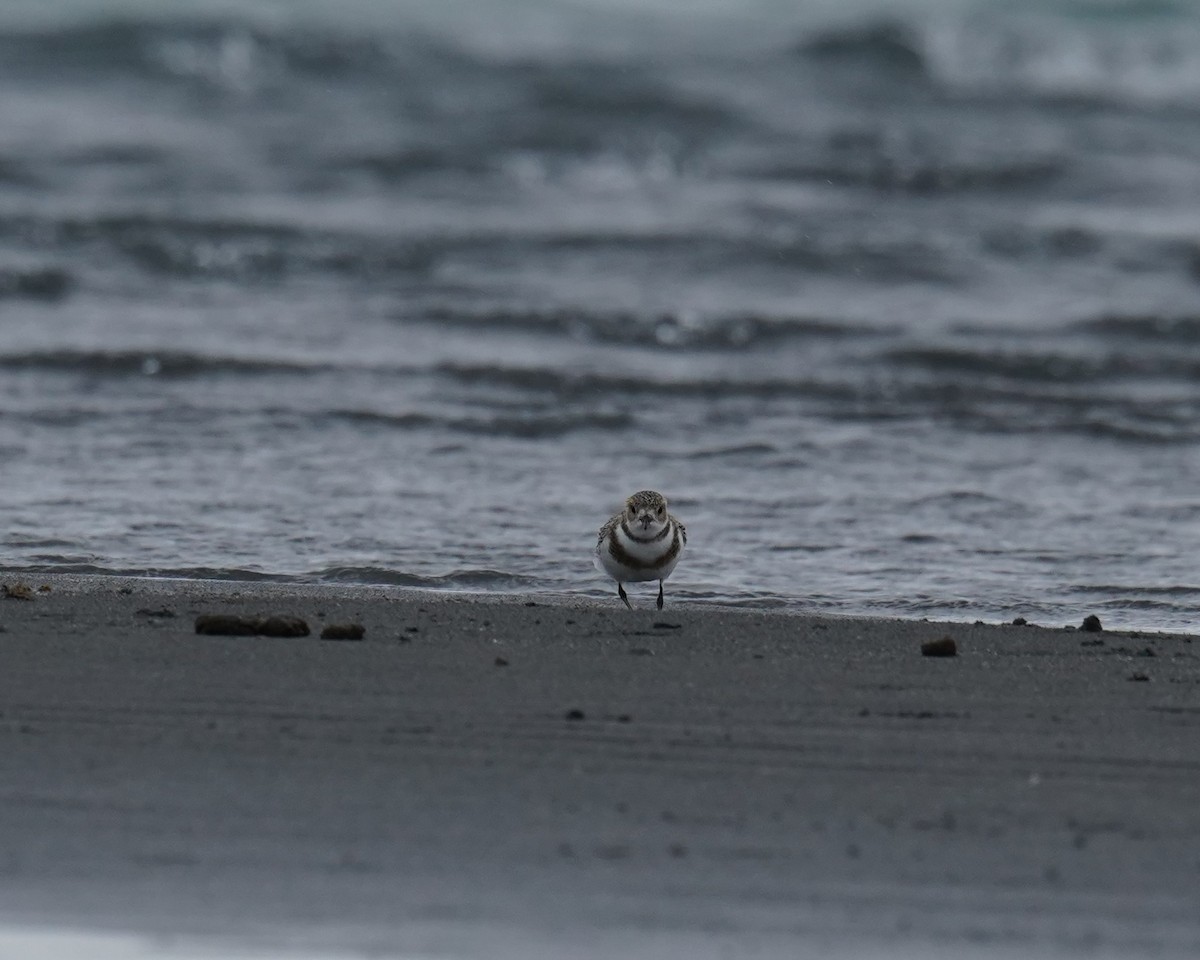 Two-banded Plover - ML615022677