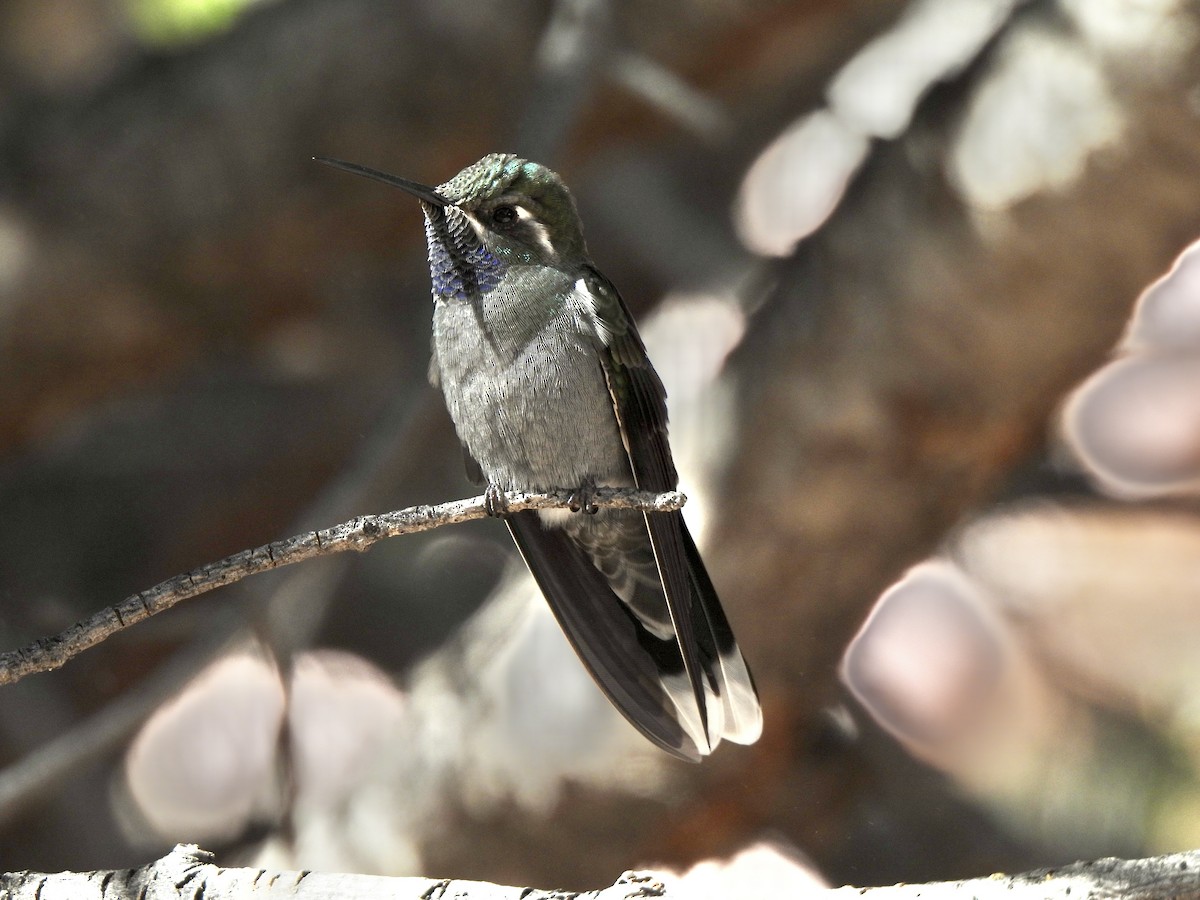 kolibřík blankytohrdlý - ML615022740