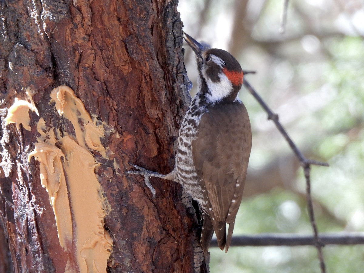 Arizona Woodpecker - ML615022760