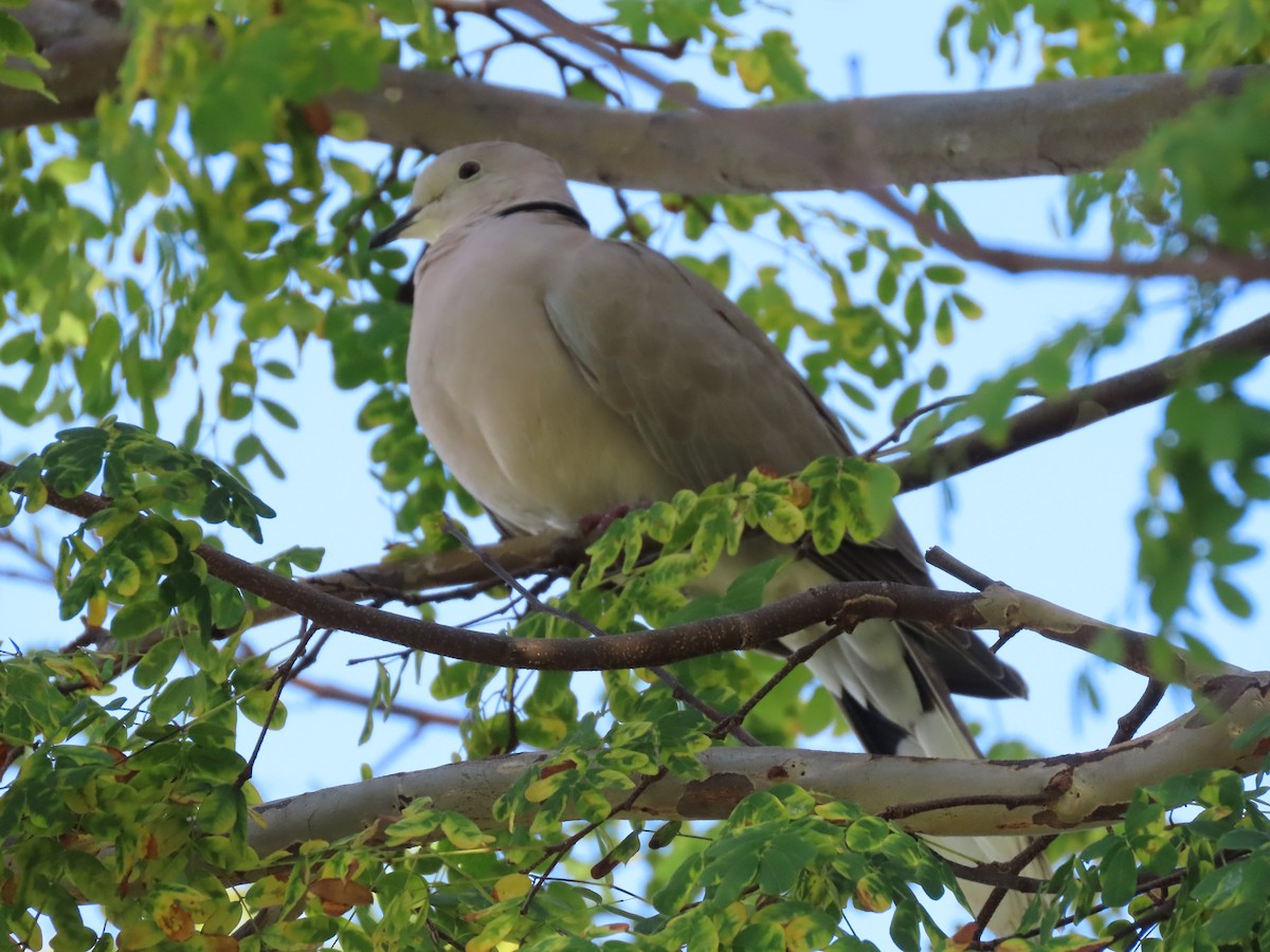 Eurasian/African Collared-Dove - ML615022958