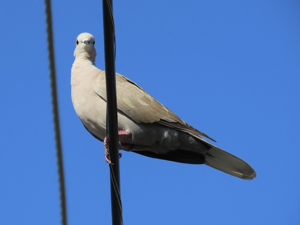 African Collared-Dove - ML615022983