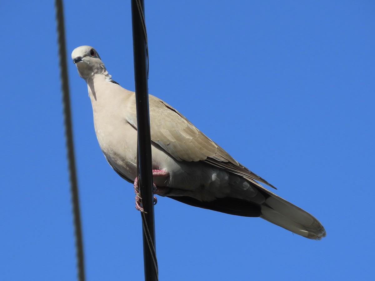 African Collared-Dove - ML615022984