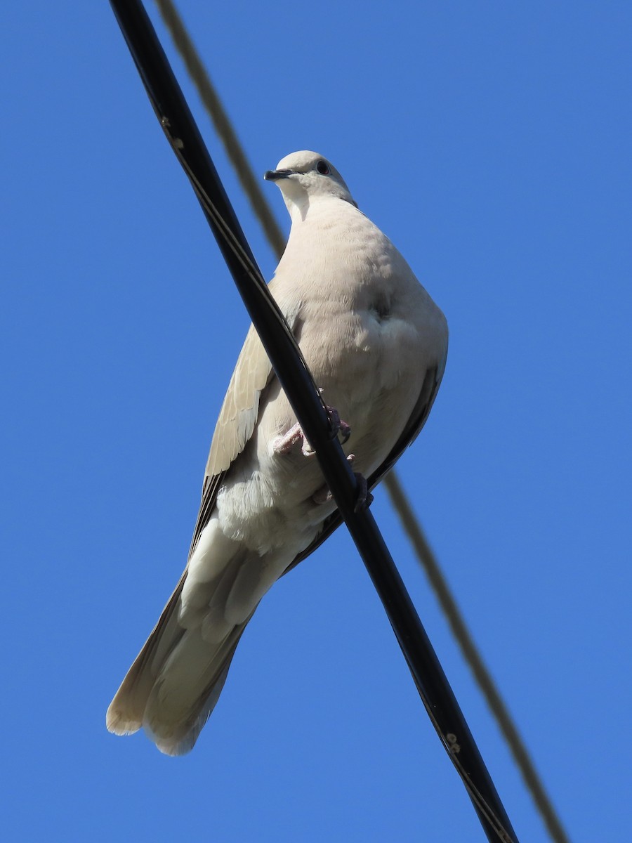 African Collared-Dove - ML615022992