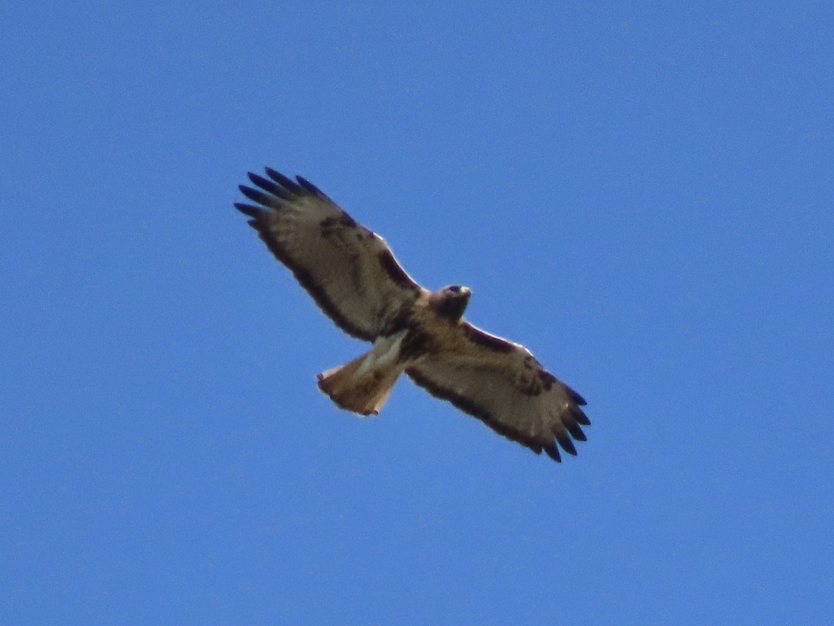 Red-tailed Hawk (jamaicensis) - ML615023266