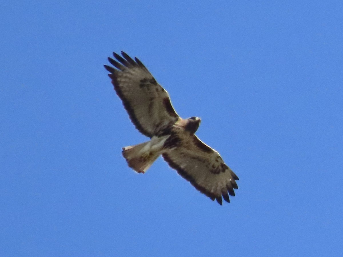 Red-tailed Hawk (jamaicensis) - Tim Carney