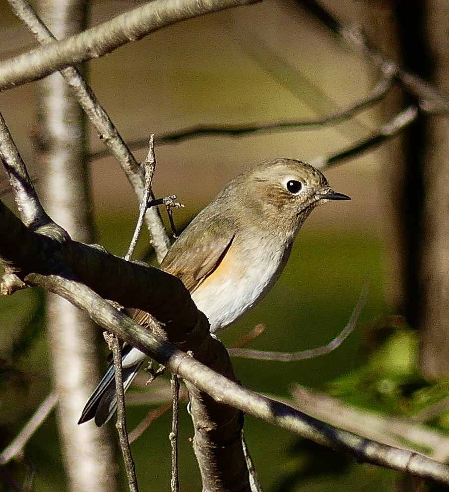 Red-flanked Bluetail - Russell Taylor