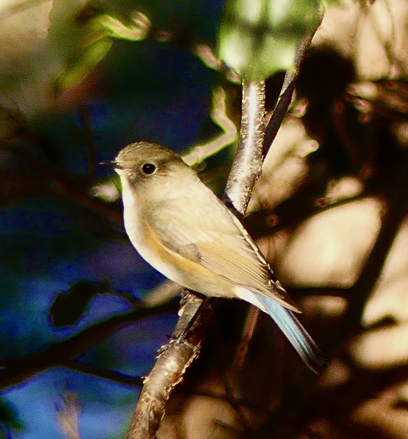 Red-flanked Bluetail - ML615023541