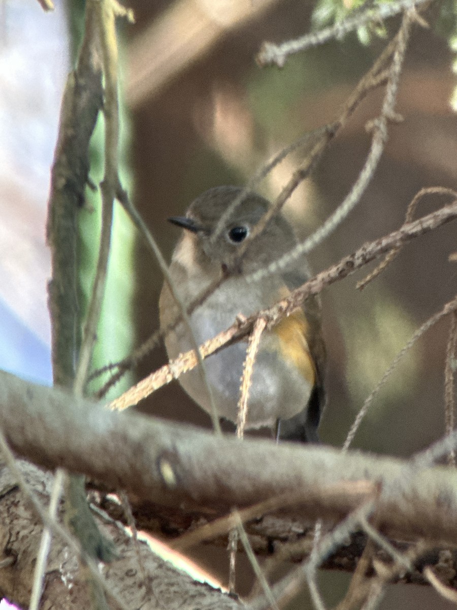 Red-flanked Bluetail - ML615023542