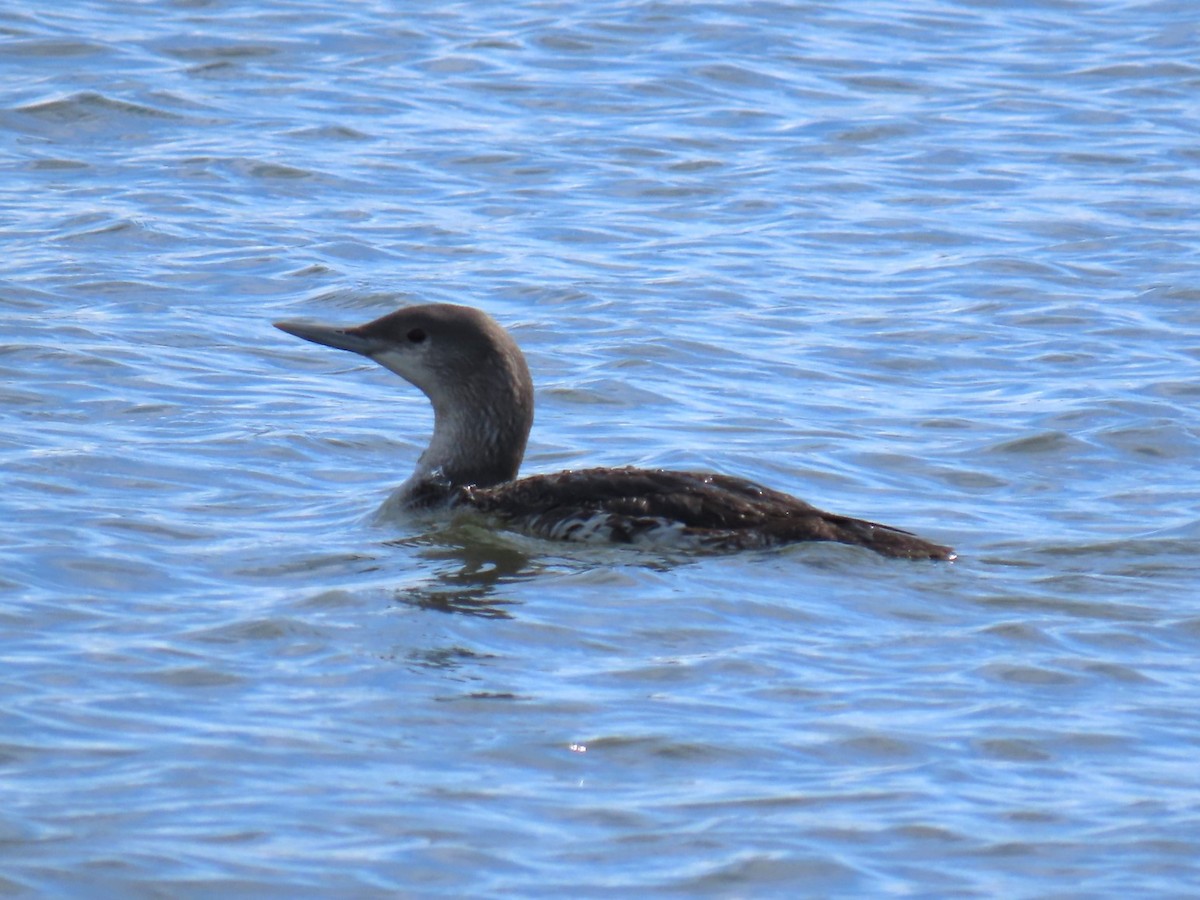 Red-throated Loon - Alan & Patsy Kuentz