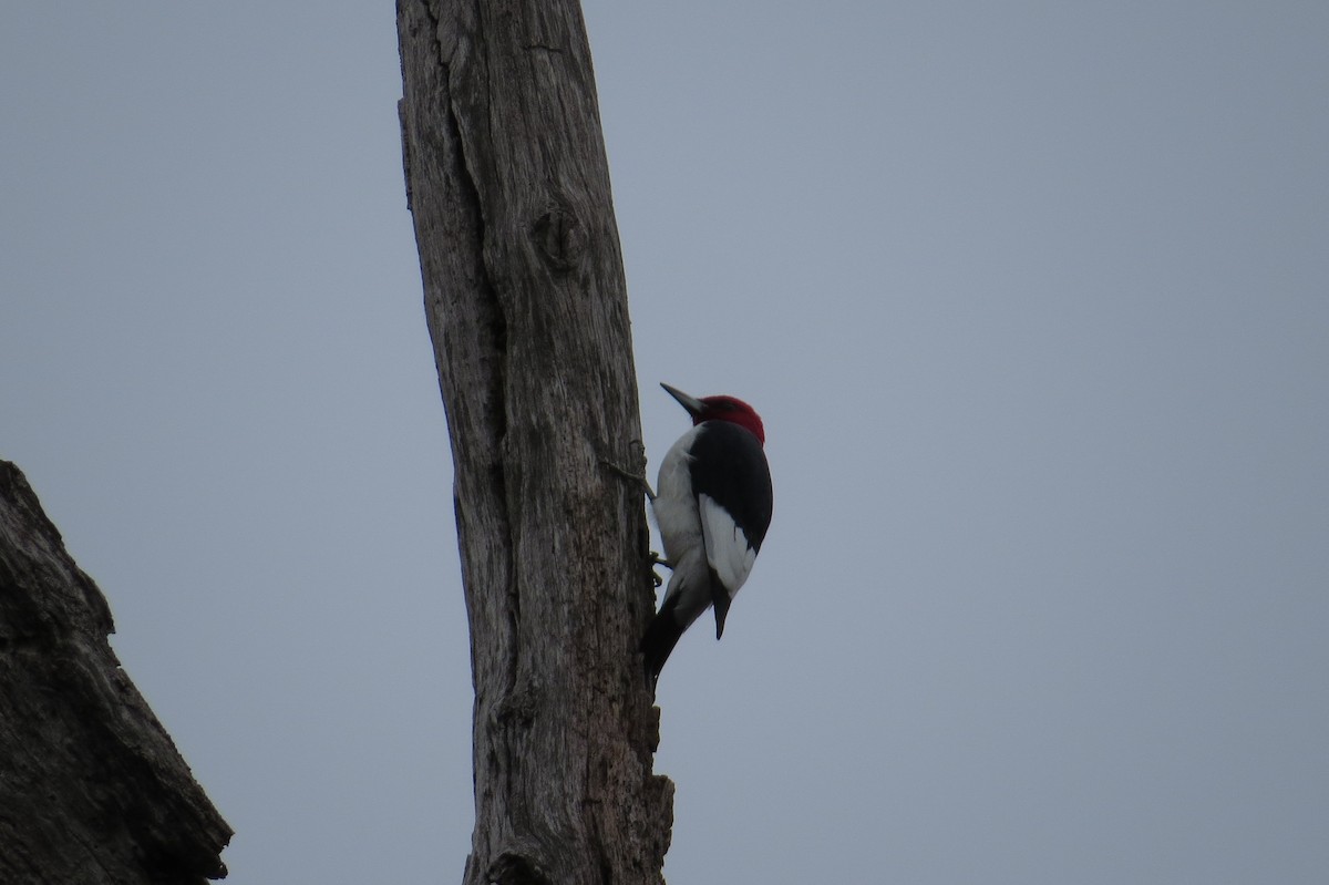 Red-headed Woodpecker - ML615024180