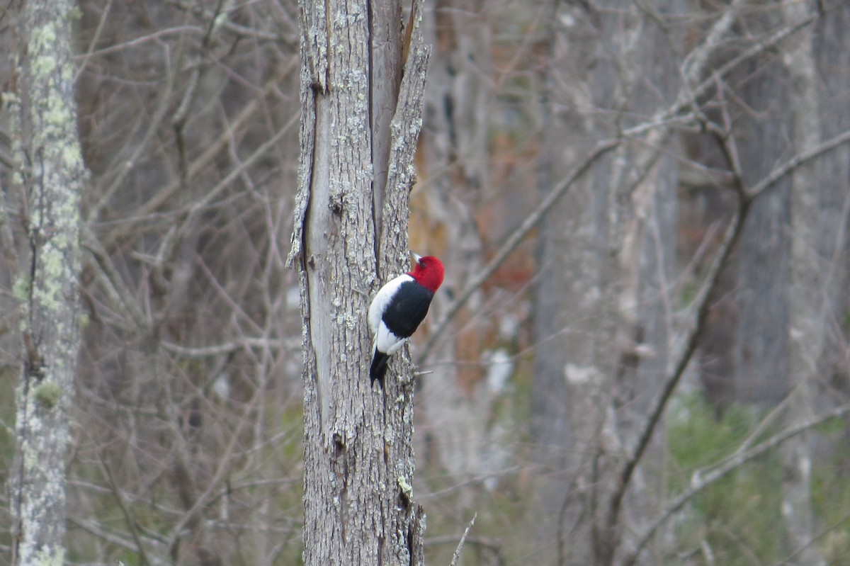 Red-headed Woodpecker - ML615024181