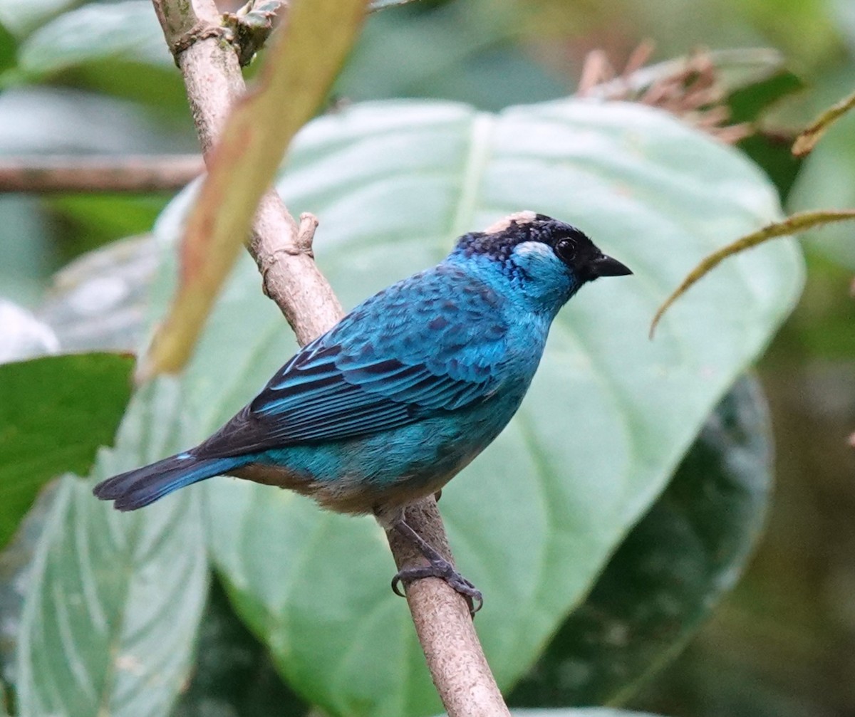 Golden-naped Tanager - ML615024186