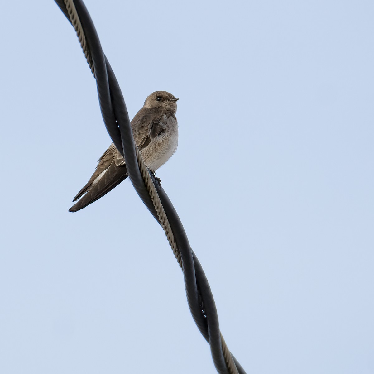 Northern Rough-winged Swallow - jerry amerson