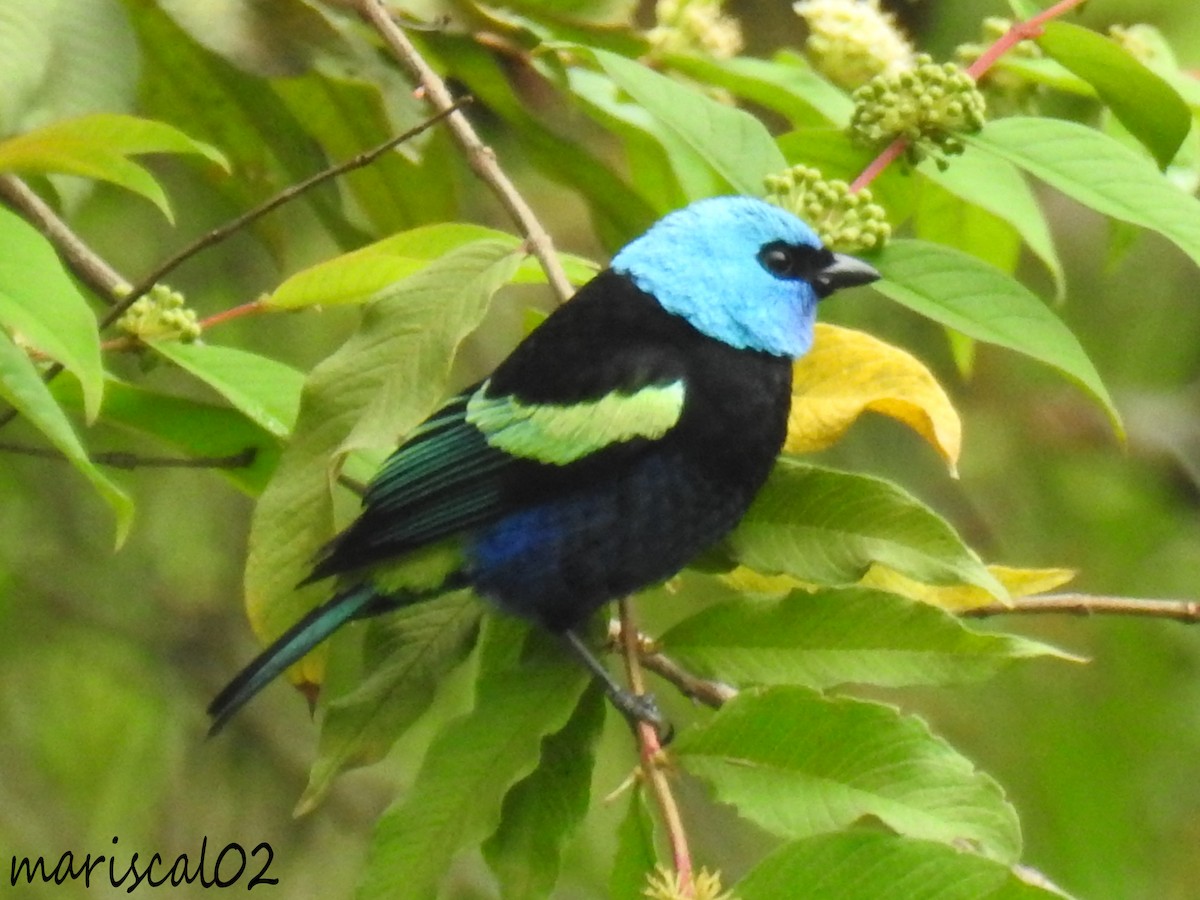 Blue-necked Tanager - ML615024309