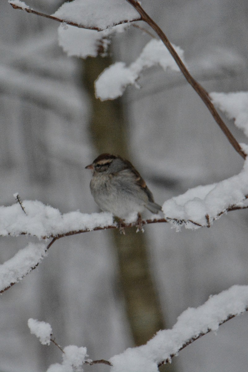 Chipping Sparrow - ML615024387