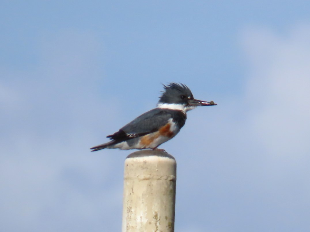 Belted Kingfisher - ML615024463