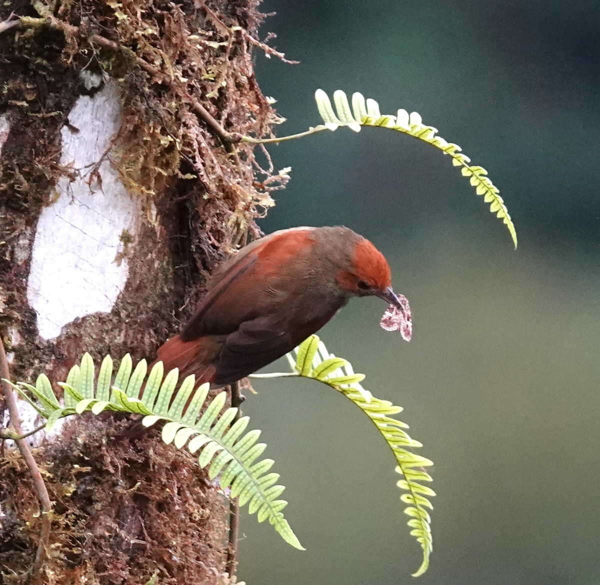 Red-faced Spinetail - ML615024750