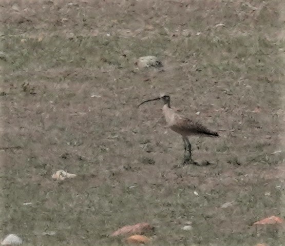 Long-billed Curlew - ML615024874