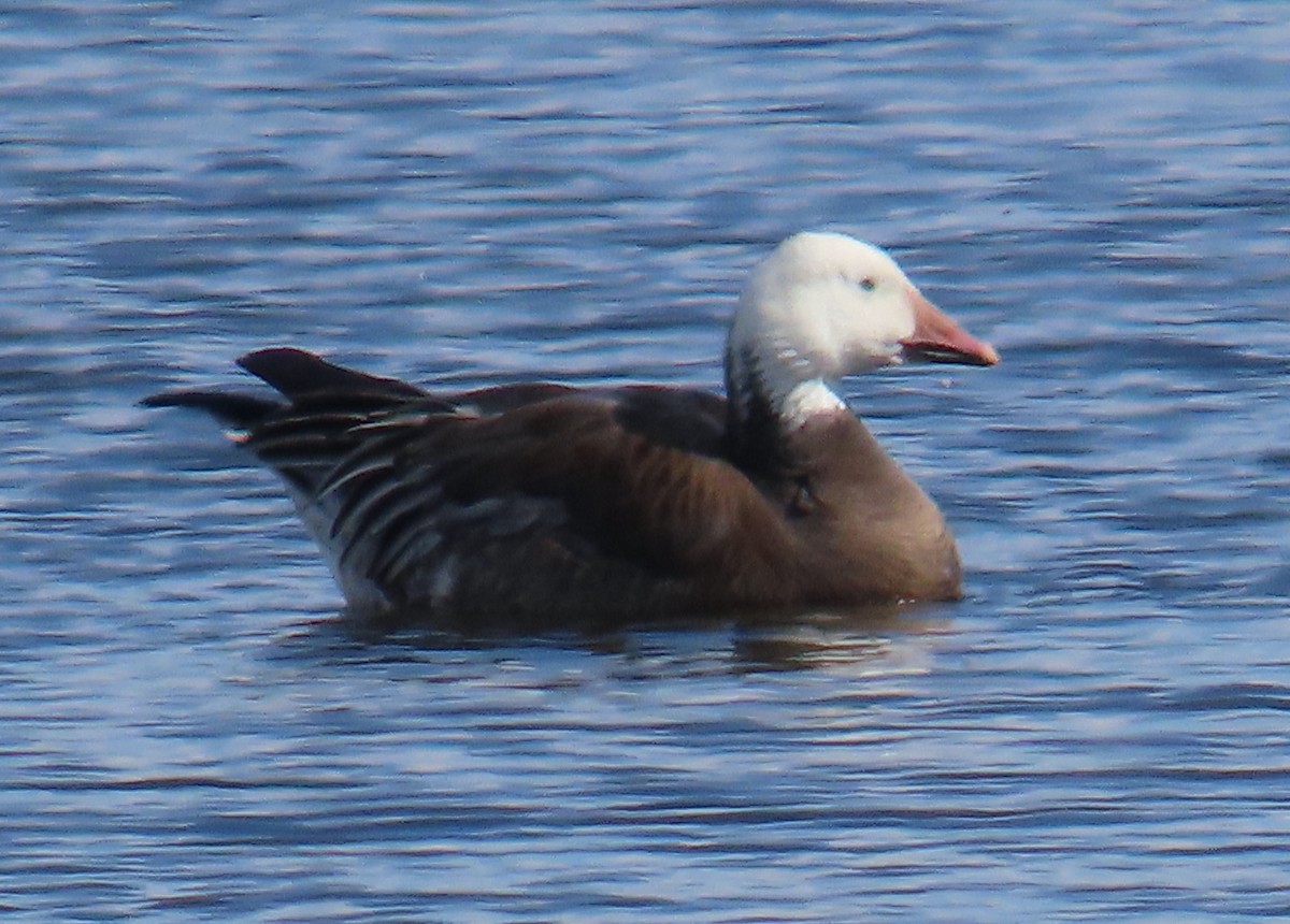 eBird Checklist 18 Feb 2024 Bosque del Apache NWR 43 species