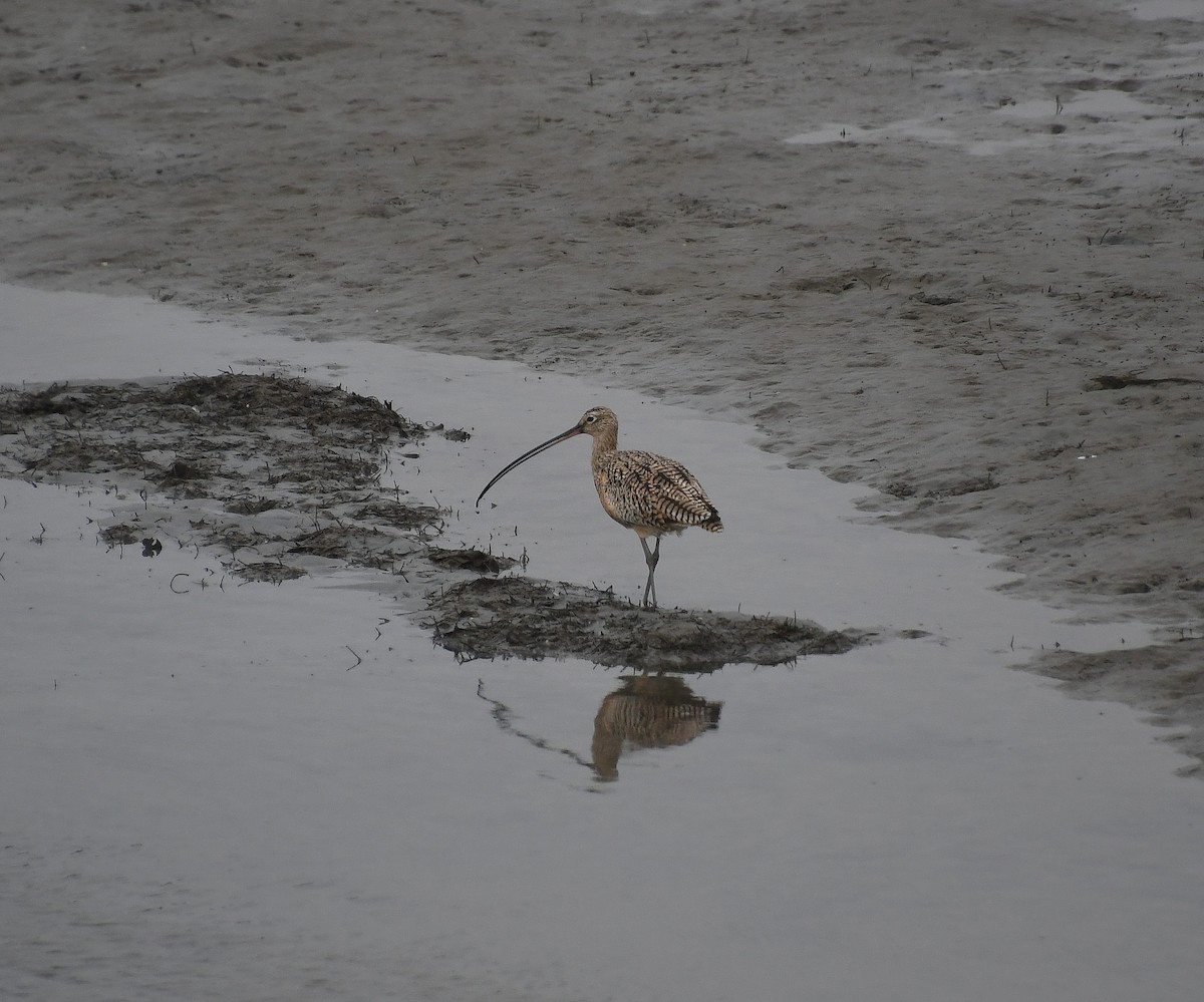 Long-billed Curlew - ML615025165