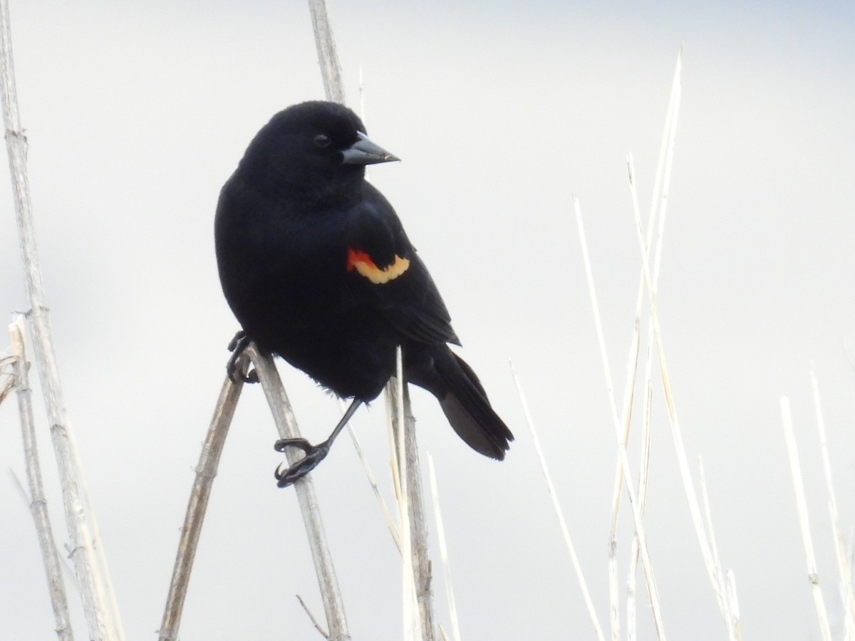 Red-winged Blackbird - ML615025196