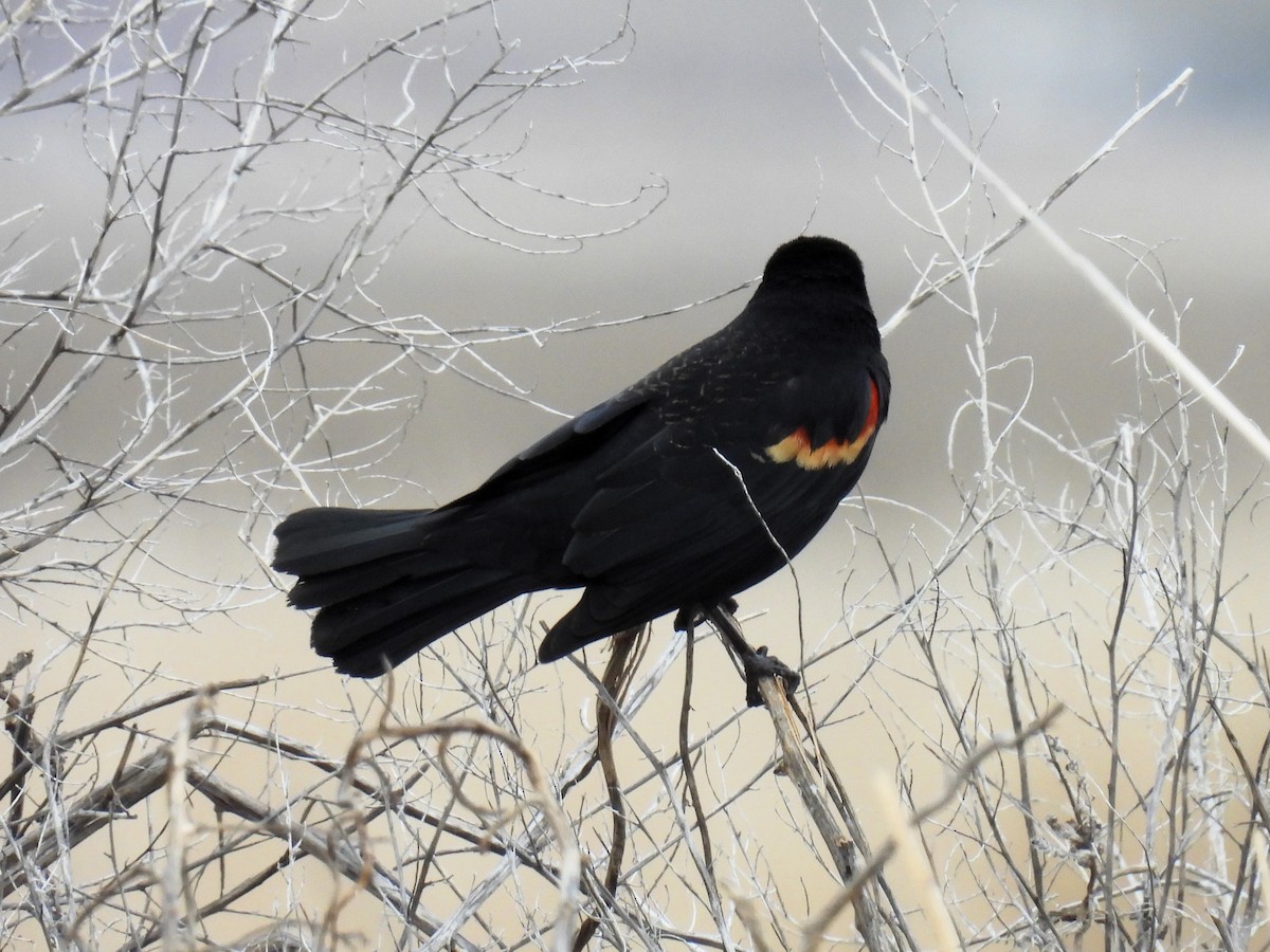 Red-winged Blackbird - ML615025197